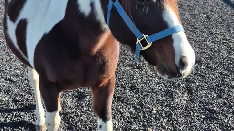 A small challenge with my horse