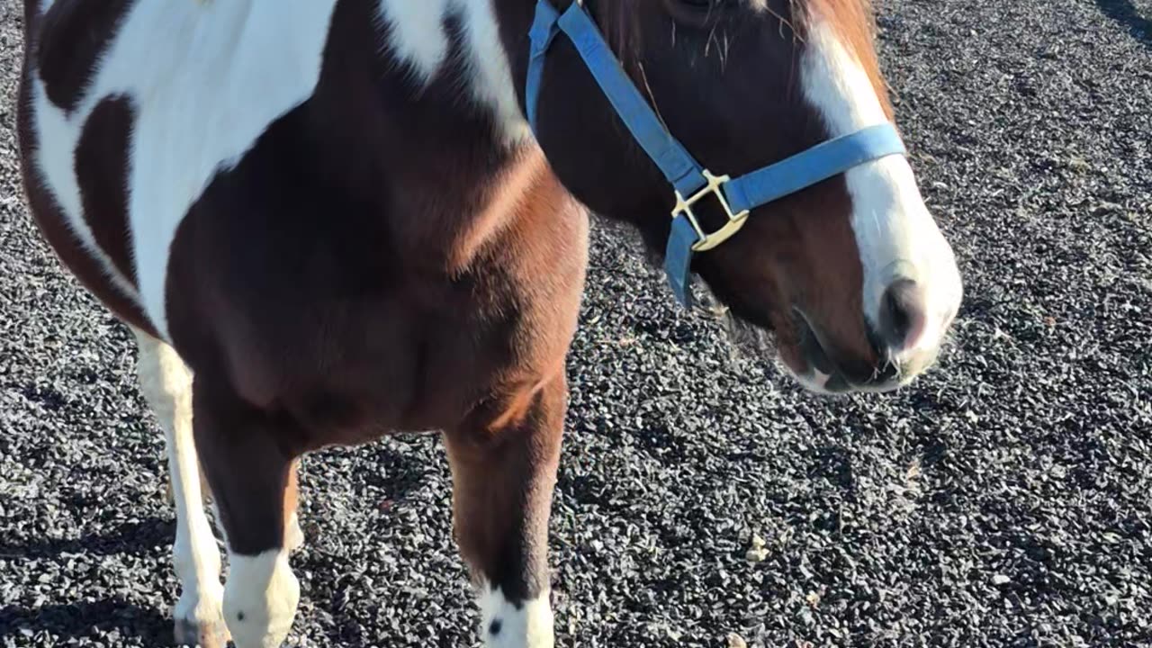 A small challenge with my horse