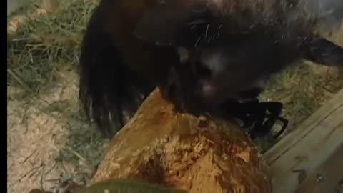 TRUE FACTS ABOUT THE AYE