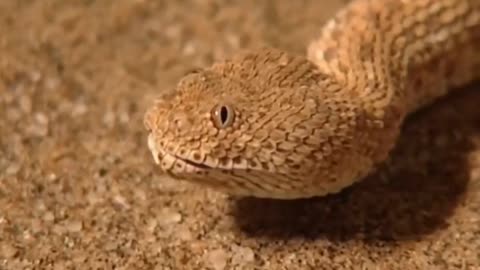 Desert snake in Hindi