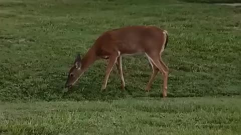 White Tail Deer #nature #relaxingmusic