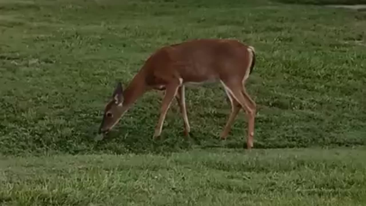 White Tail Deer #nature #relaxingmusic