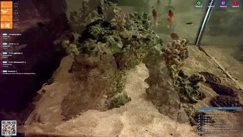 24/7 Real Live Reef Stream