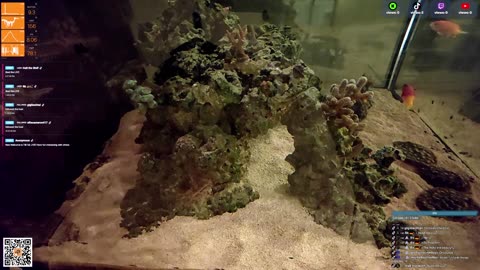 24/7 Real Live Reef Stream