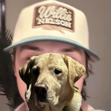 John Foster’s Yellow Lab Opie Leaves a Hilarious Mark on His Work Trip - WorldEye