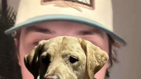 John Foster’s Yellow Lab Opie Leaves a Hilarious Mark on His Work Trip - WorldEye