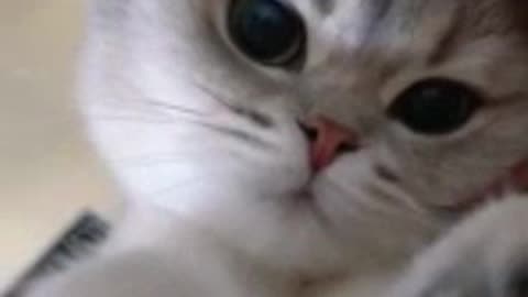 Perrocol