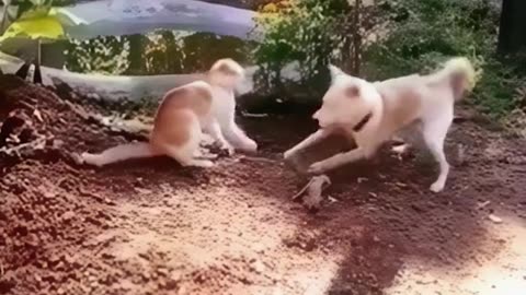 Funny pet vidoe