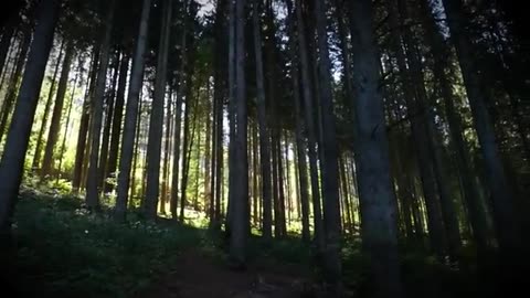 The Murder Scene That No One Could Forget True Crime Documentary