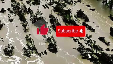 Una niña desapareció durante las inundaciones en Texas… y la encontraron donde nadie imaginaba