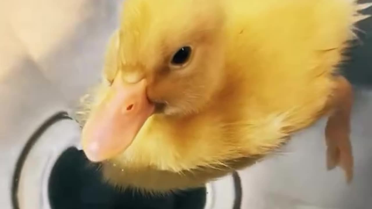 Adorable Ducklings Take a Sink Bath – Too Cute to Handle! 🛁🦆