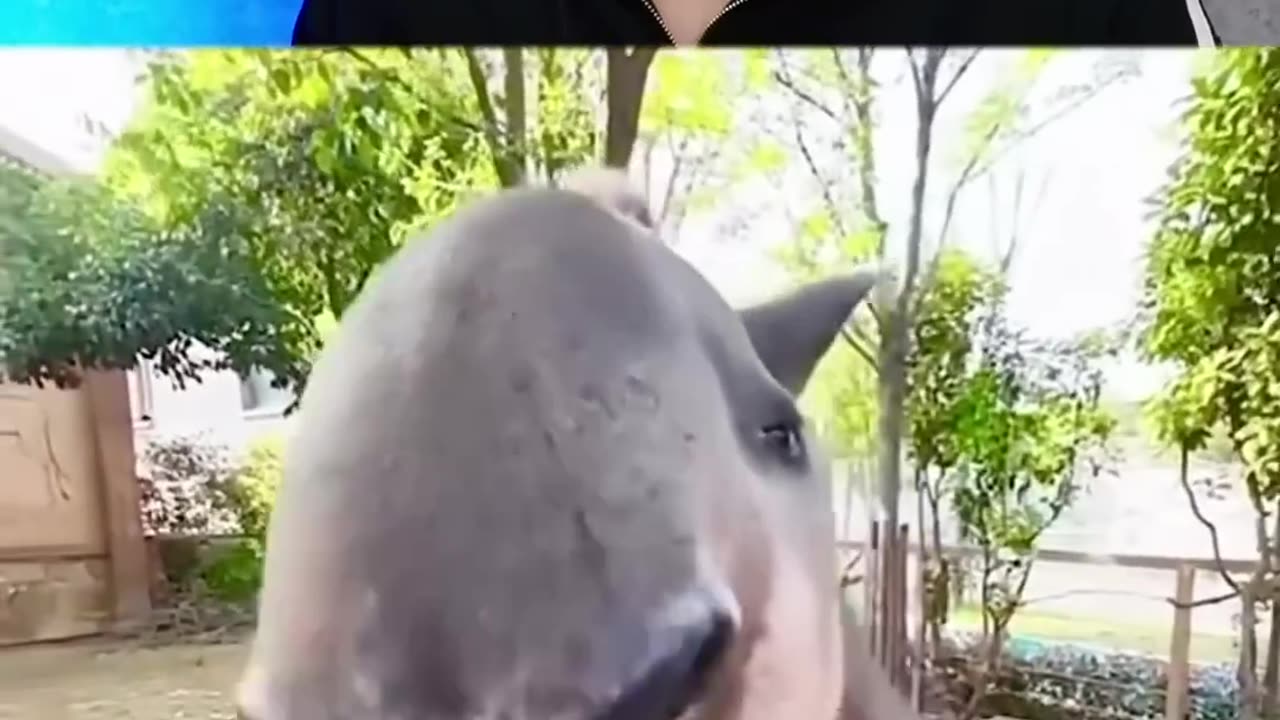 Try not to Laugh Game!