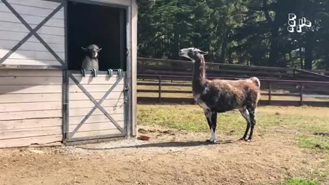 Funny animals