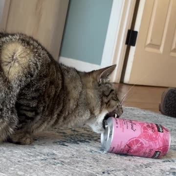 Cat Attempts to Shotgun a Soda Water