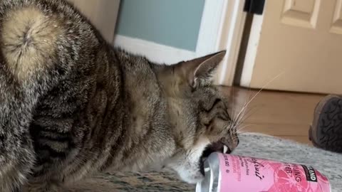 Cat Attempts to Shotgun a Soda Water