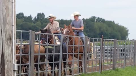 Joel on TJ and Jack on Avi working the return alley at a roping competition - 17 July 2021