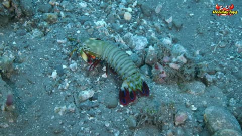 Rainbow Shrimp Lay Eggs in Clear River Sand