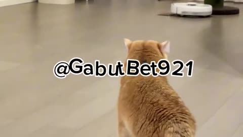 funny cat