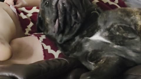 Giant Mastiff Loves His Massage