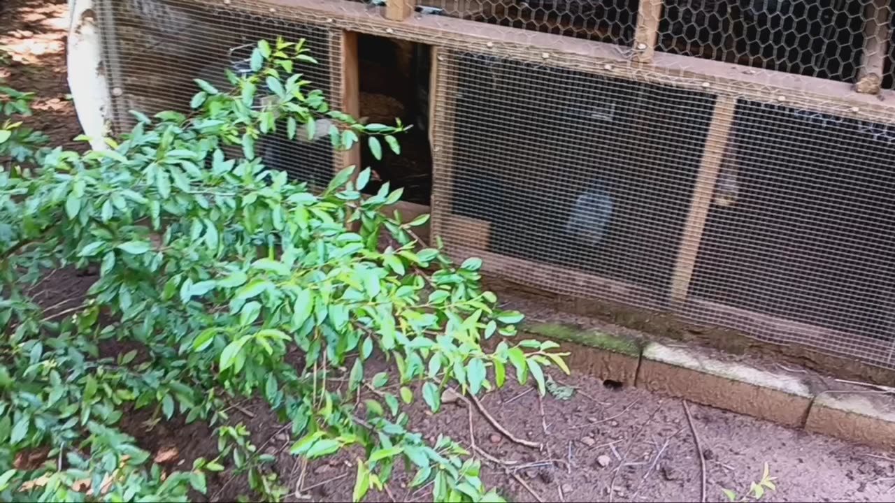 New pullet grow-out pen!