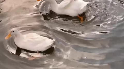 Nature and Animals