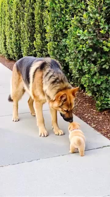 "Big Dog Comforts Crying Tiny Puppy in the Sweetest Way ❤️🐶"