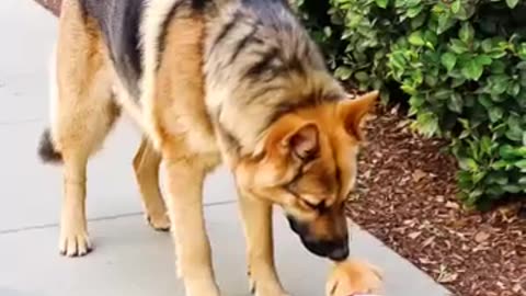 "Big Dog Comforts Crying Tiny Puppy in the Sweetest Way ❤️🐶"