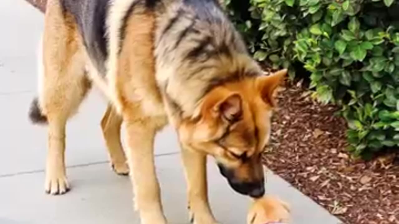 "Big Dog Comforts Crying Tiny Puppy in the Sweetest Way ❤️🐶"