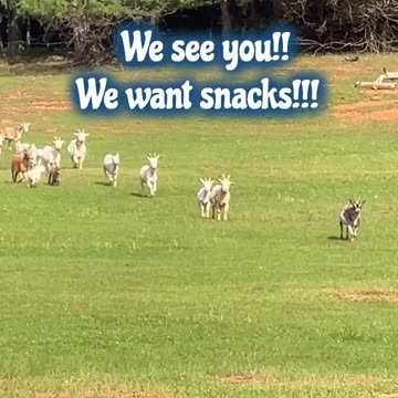 We see you!! We want snacks!!!