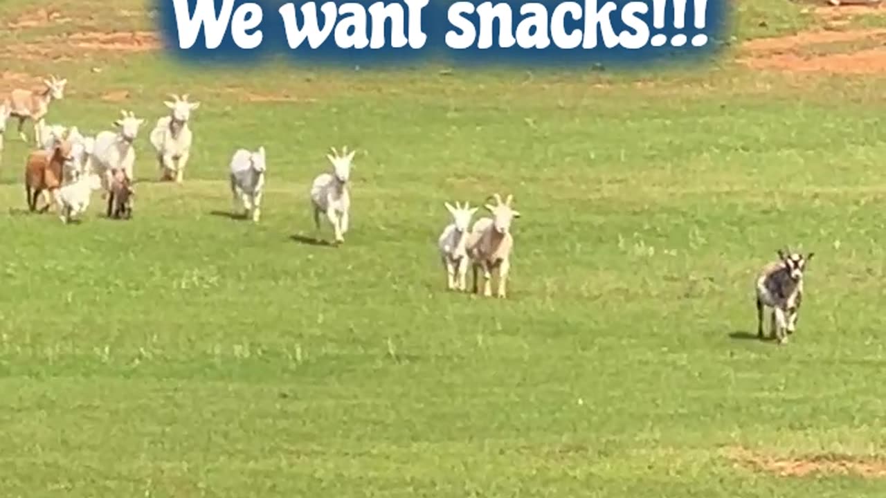 We see you!! We want snacks!!!