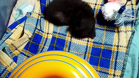 kitten Ninja is live