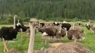 The Universal Ostrich Farm Massacre — Canada’s Darkest Day