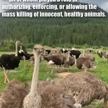 The Universal Ostrich Farm Massacre — Canada’s Darkest Day