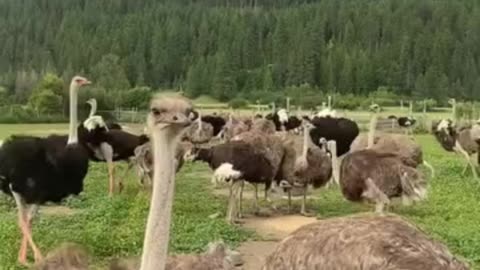 The Universal Ostrich Farm Massacre — Canada’s Darkest Day