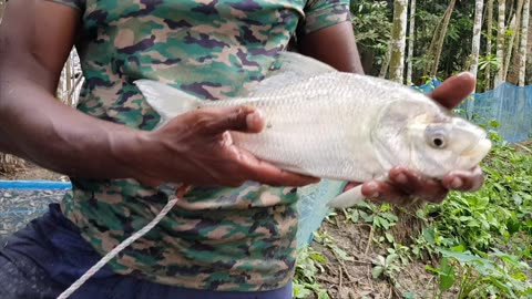 Katla fish catching by net