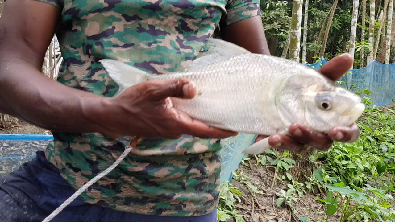Katla fish catching by net