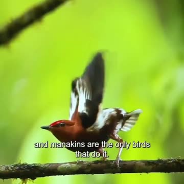 The club winged manakin does not sing