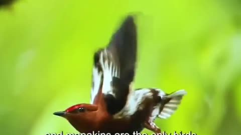The club winged manakin does not sing