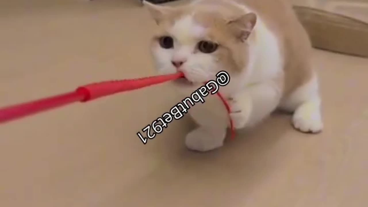 funny cat