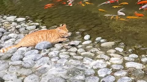 They are catching their meal