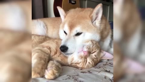 Funny Cats Videos