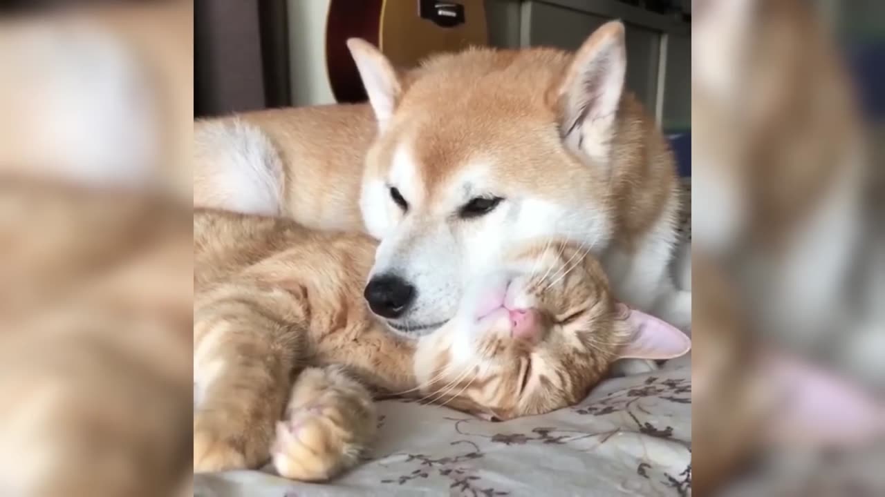 Funny Cats Videos