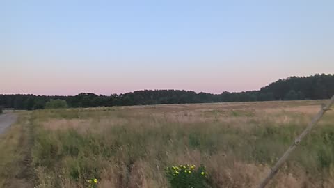 Bison Farm Krügerdorf 01.07.2025