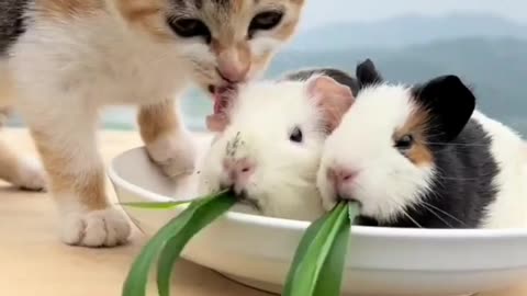 Cat funny video