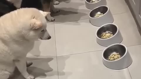 Four adorable dogs are waiting for their lazy friend to start eating 🤣🤣 together.