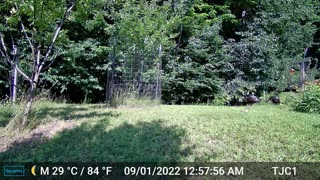 3 Deer & 4 Turkeys