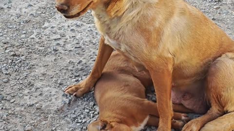Turns out dogs really can cry. the mother kept crying there, as if she were trying to say something.