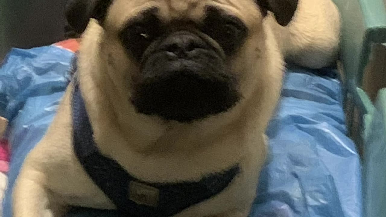 Togo the Pug!