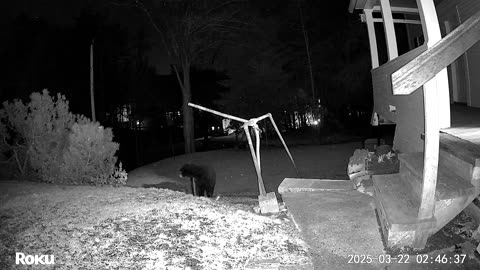 Bear Raids a Bird Feeder