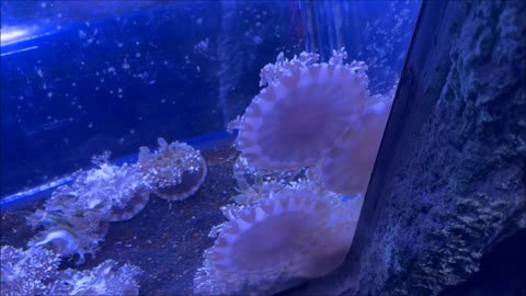 Blue Blubber Jellyfish